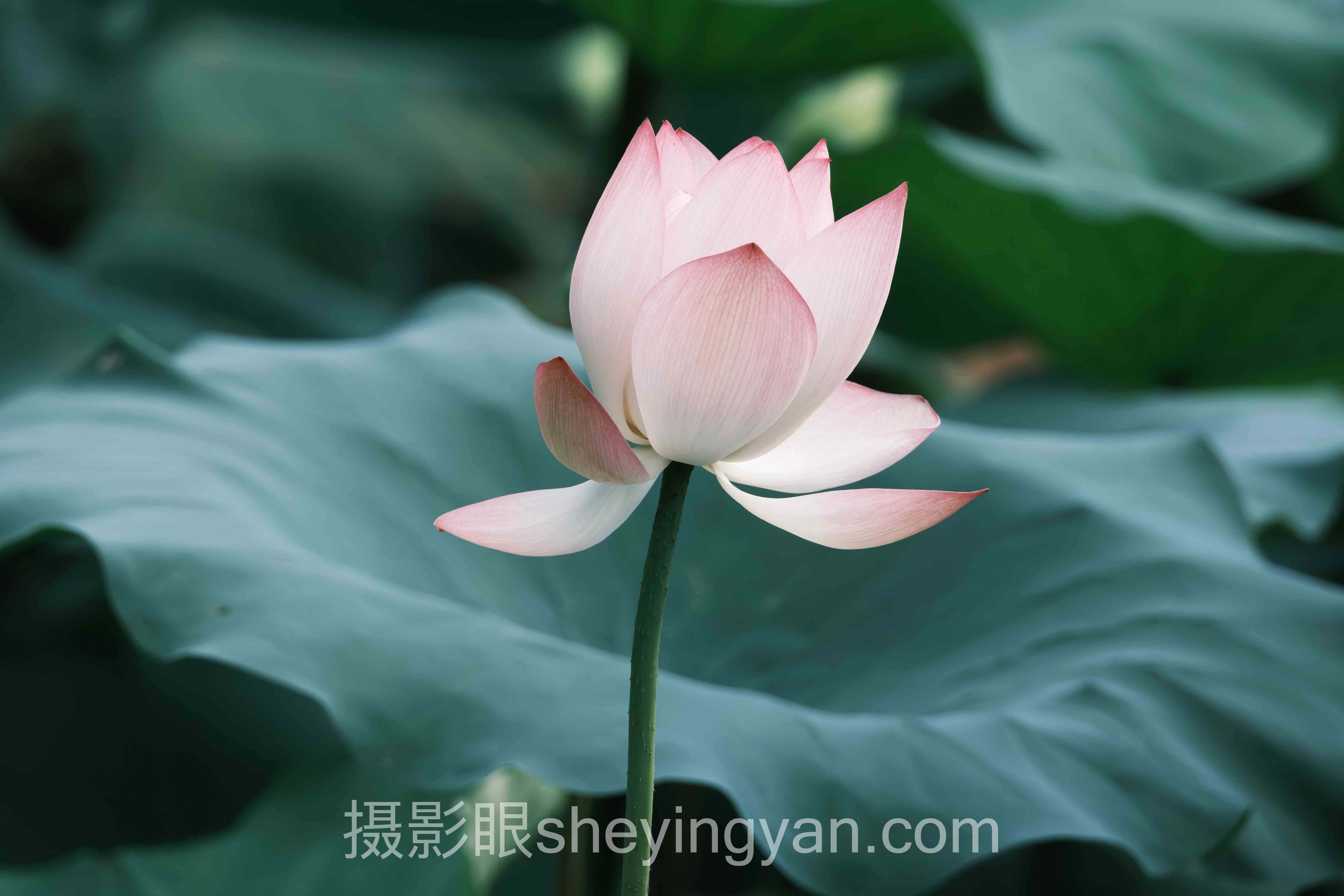 怎么知道自己拍照好不好看?主流照片点评方案横向对比:哪个更适合你?