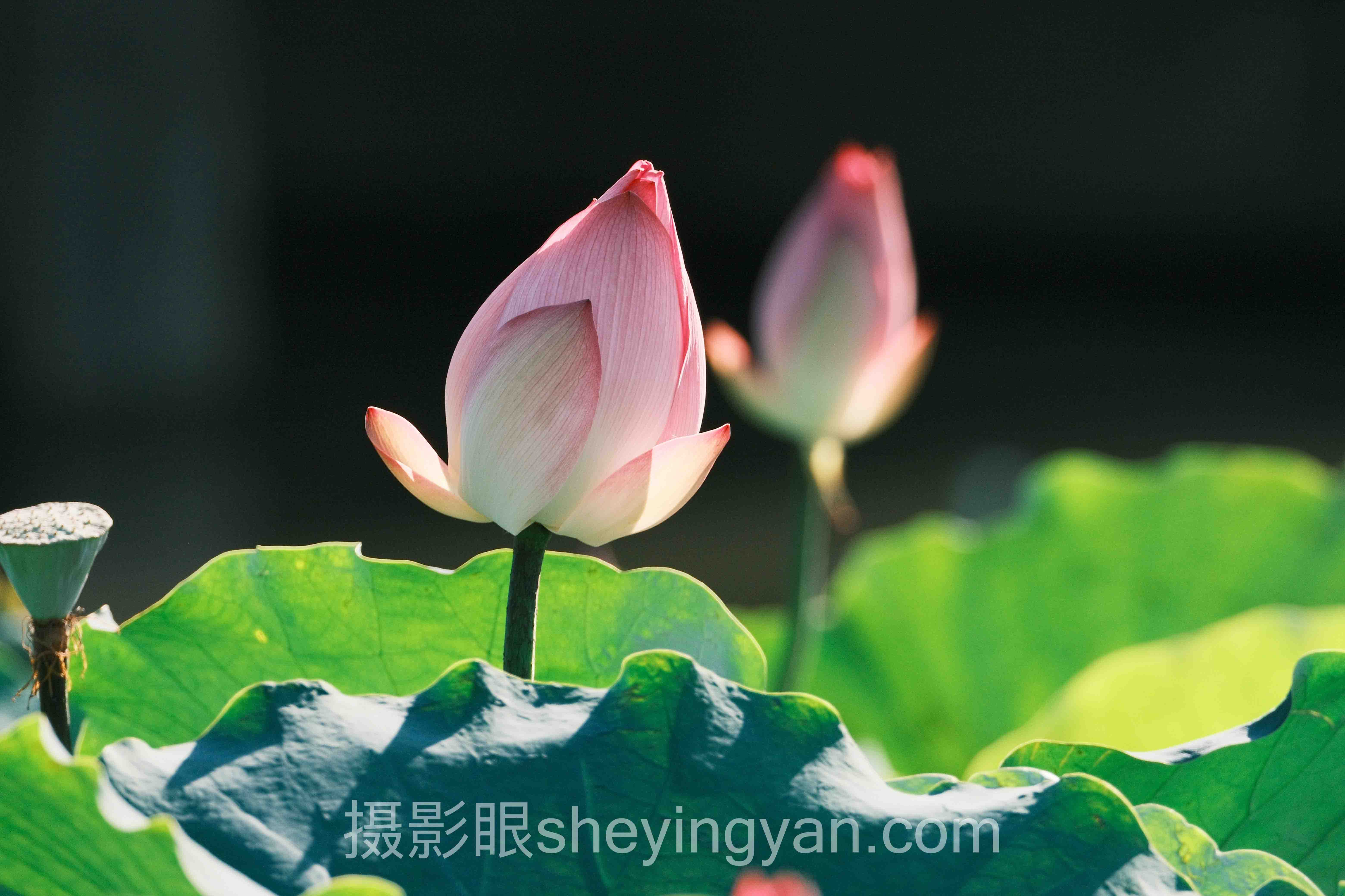 如何选择照片点评？从3次翻车到精准提升的实话