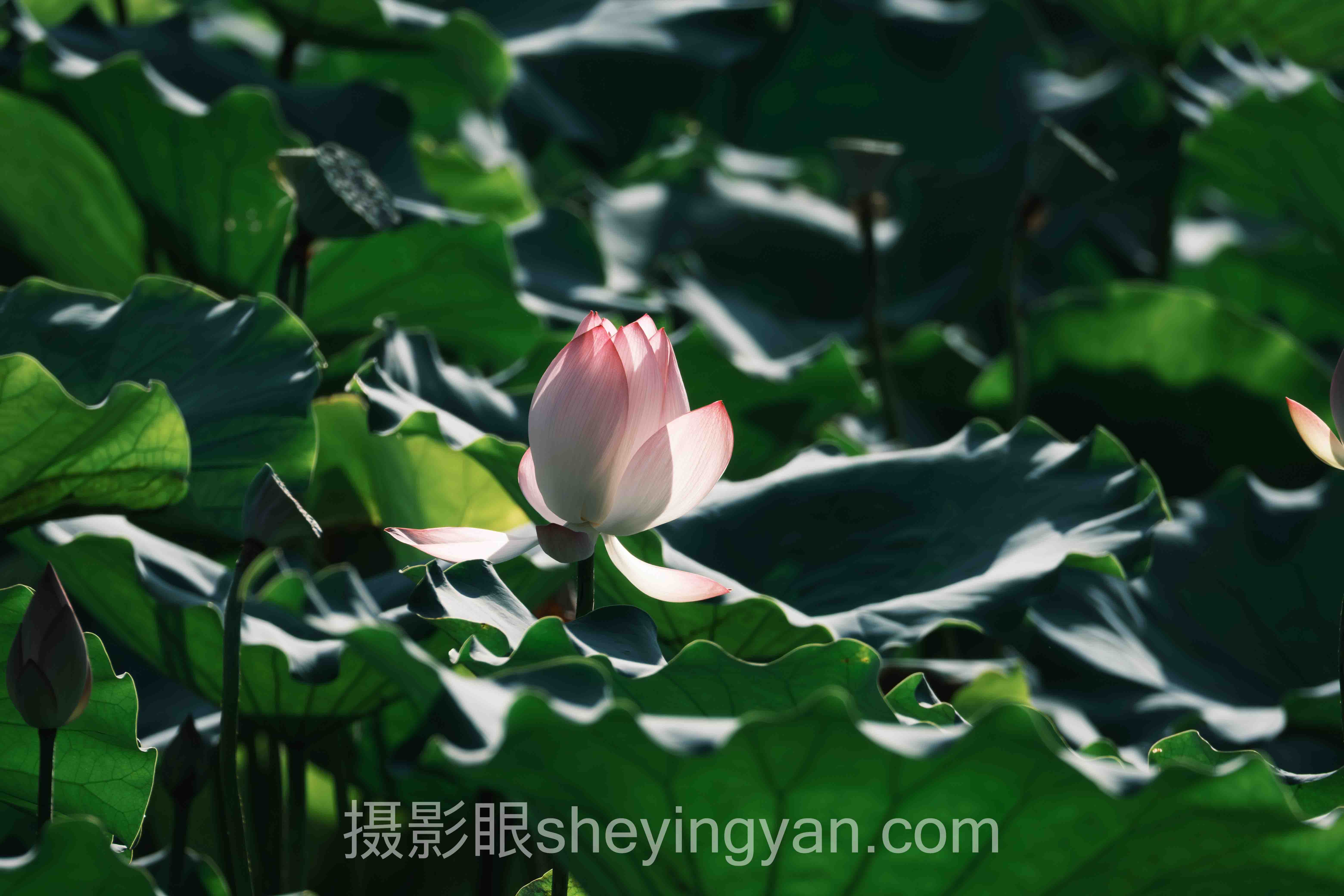 数据说话:人像摄影评分标准的7组最新数据与趋势