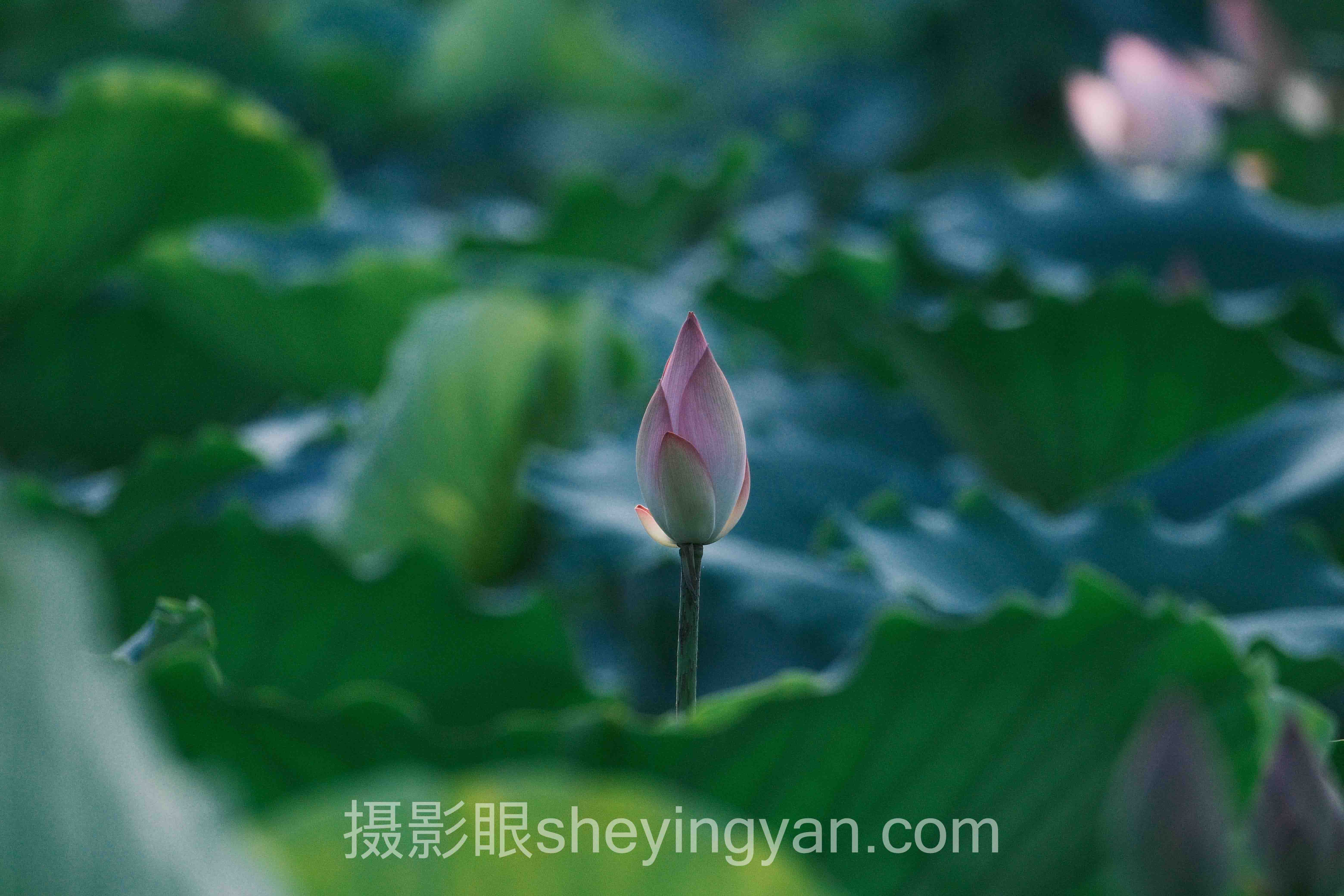 摄影眼官方网站评价靠谱吗？实测3个核心问题