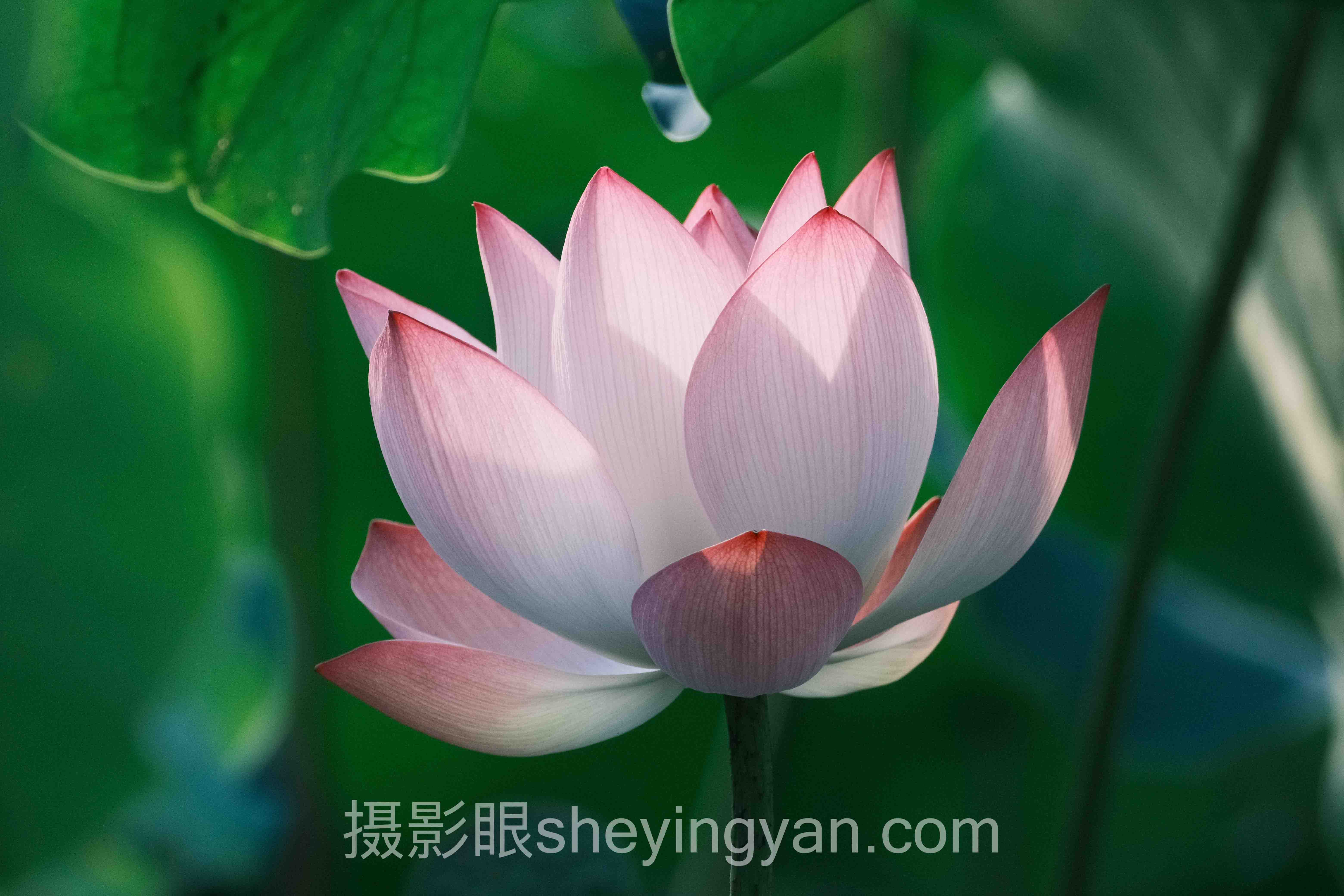 色调偏暖怎么调冷深度分析：色温校正的现状、挑战与未来趋势