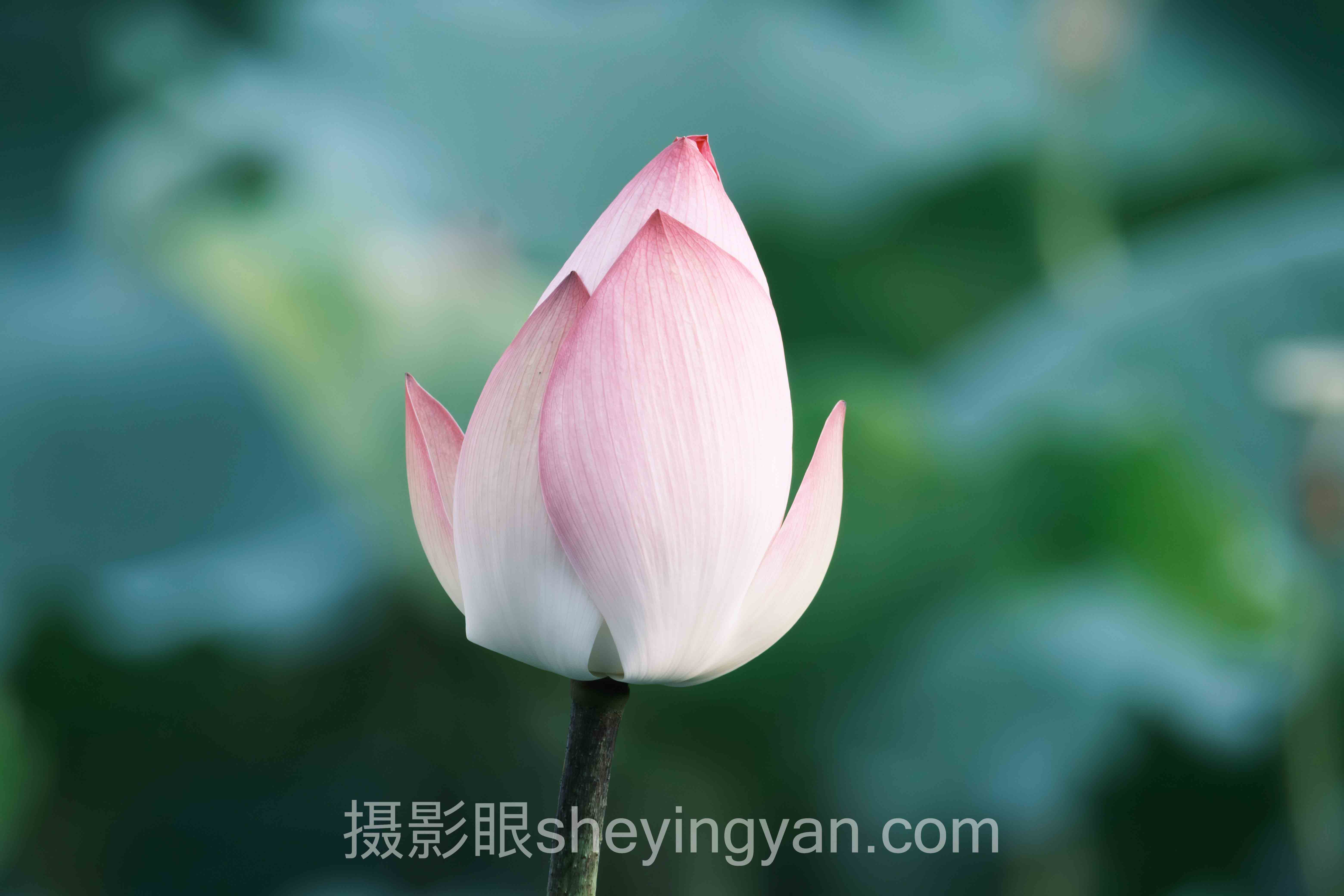 照片好不好看评价标准全问答：你想知道的都在这里