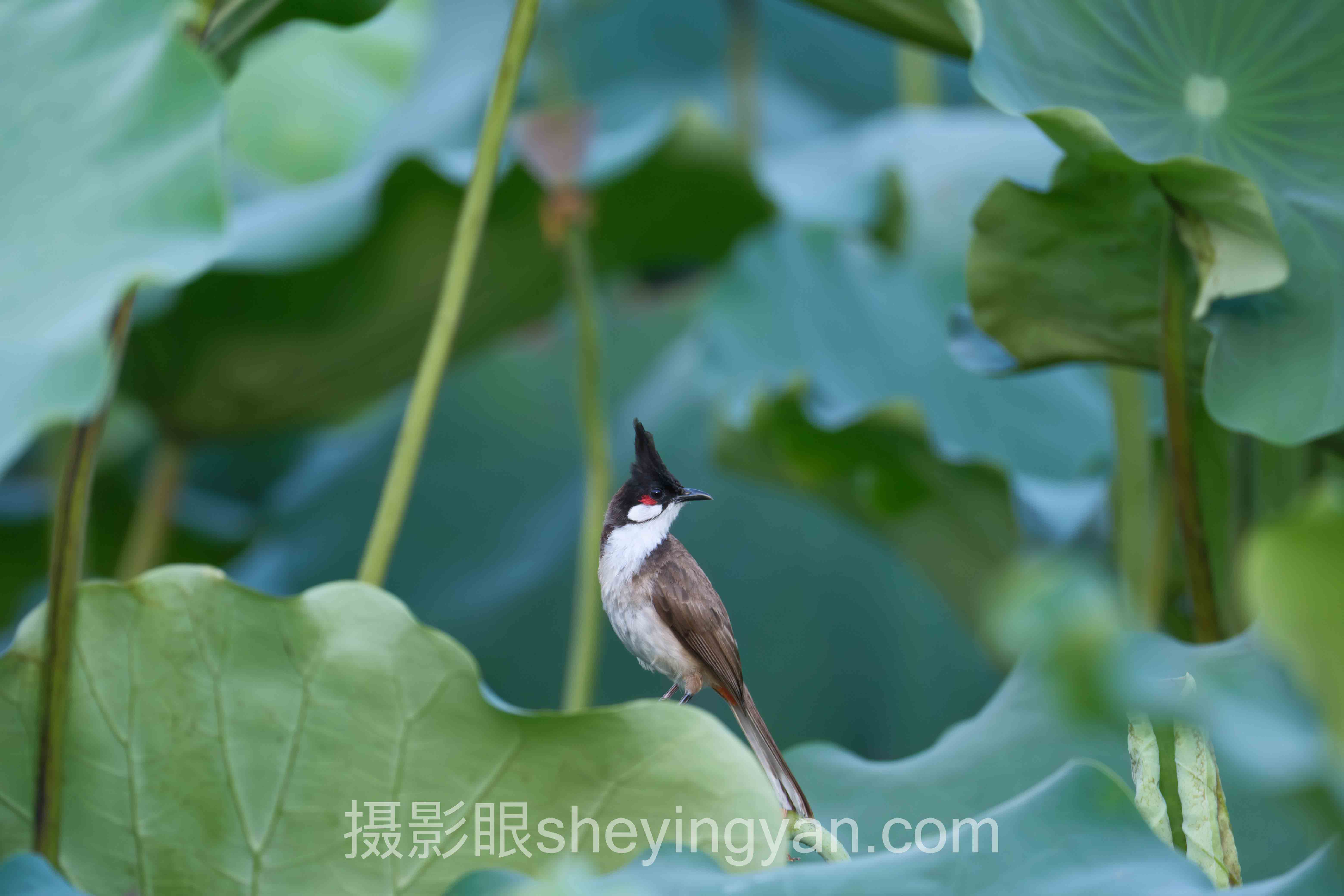 色彩搭配快速入门全景解读：问题根源与破局之道