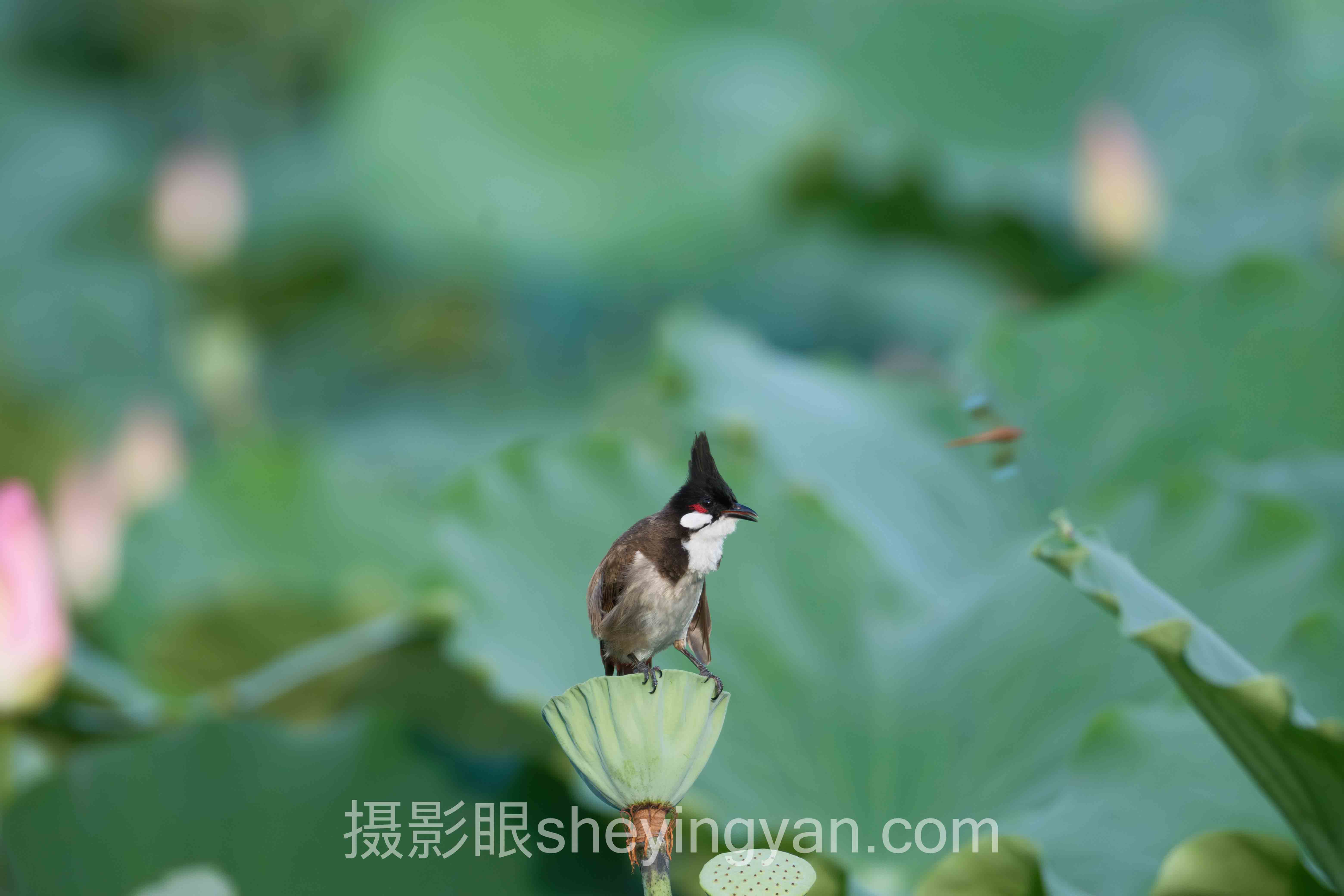 照片点评平台知乎的真相：为什么你发的照片没人理？