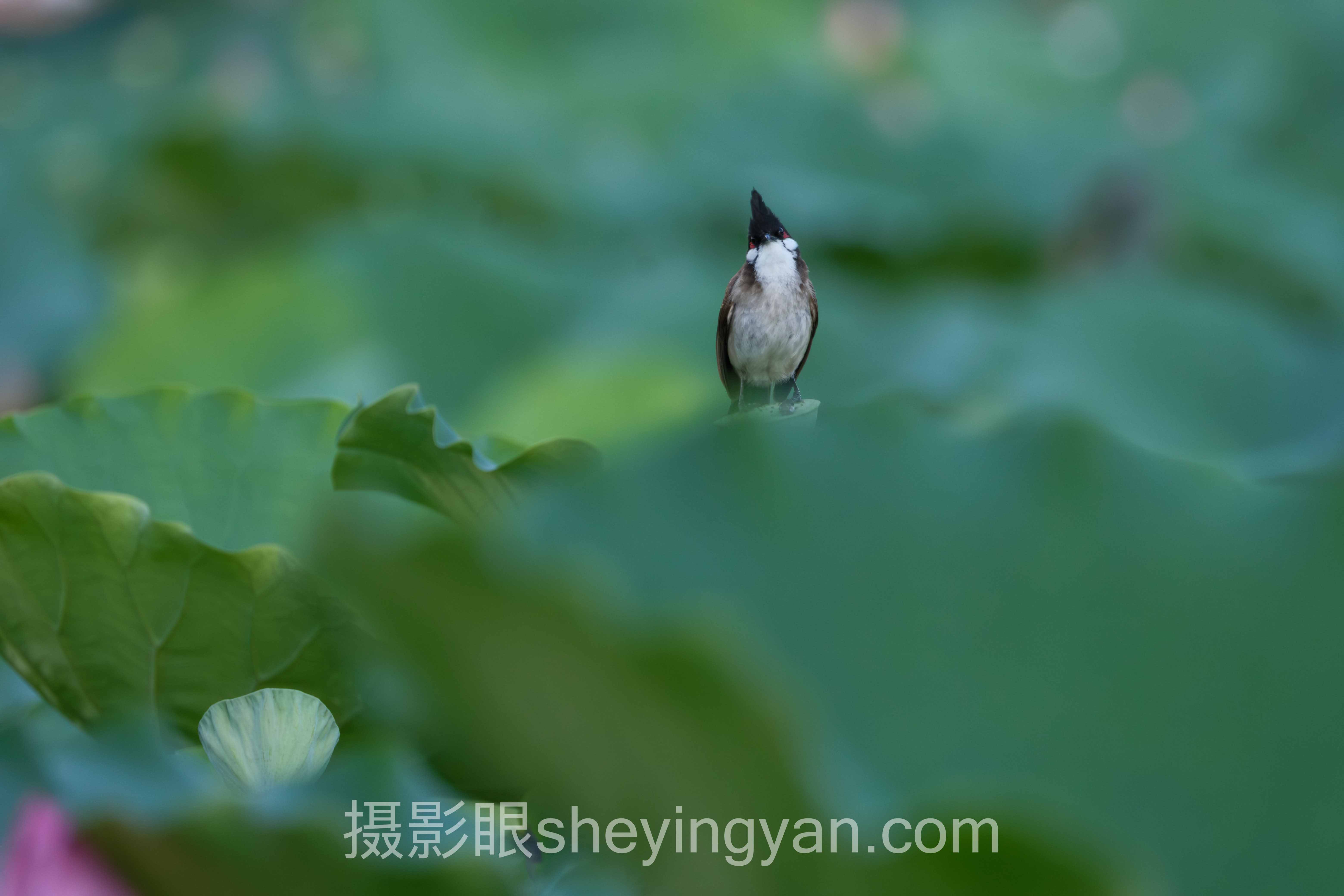 透视全网摄影评分规则：从底层逻辑到发展趋势