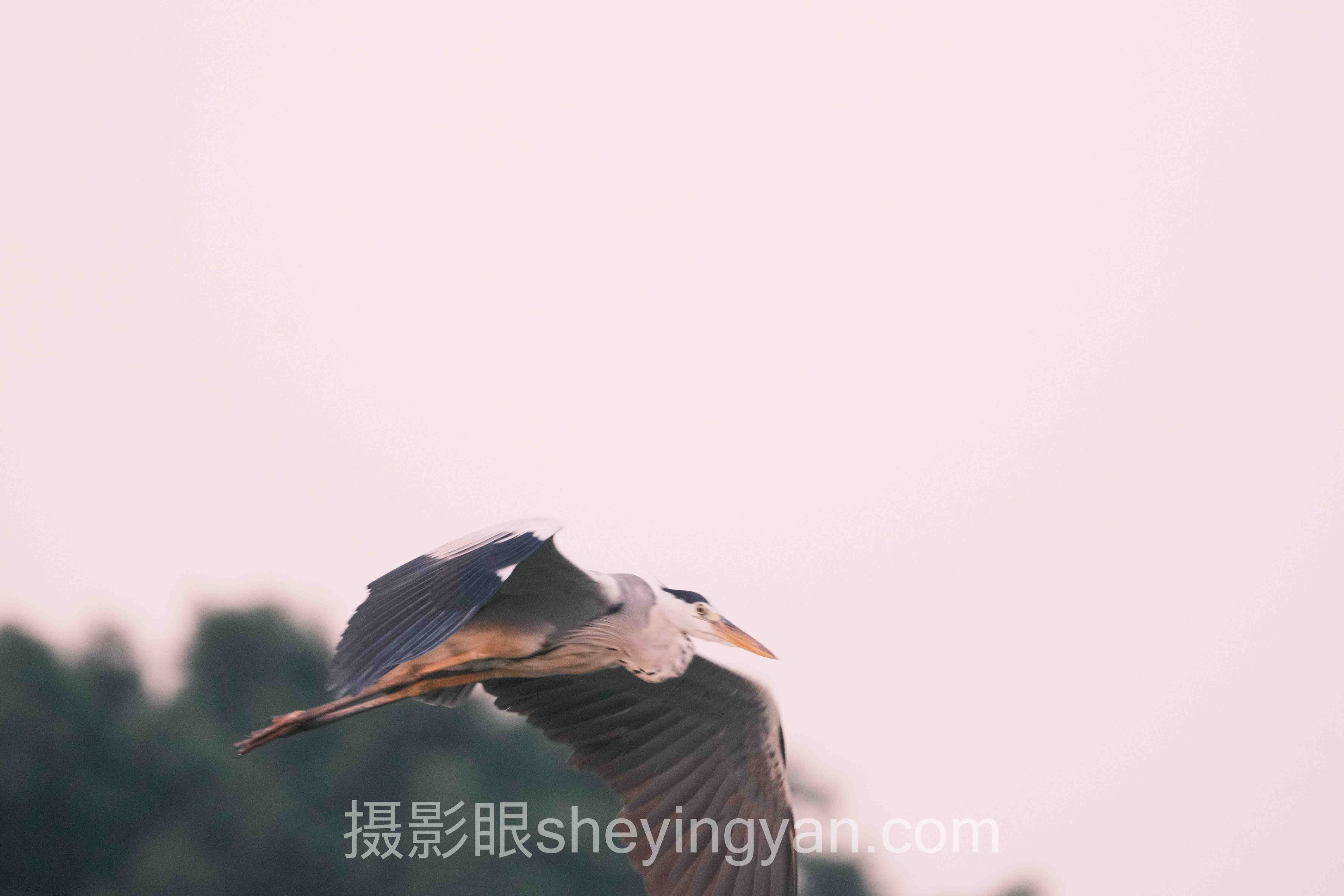 照片点评平台水印深度分析：从身份标识到信任资产的跃迁