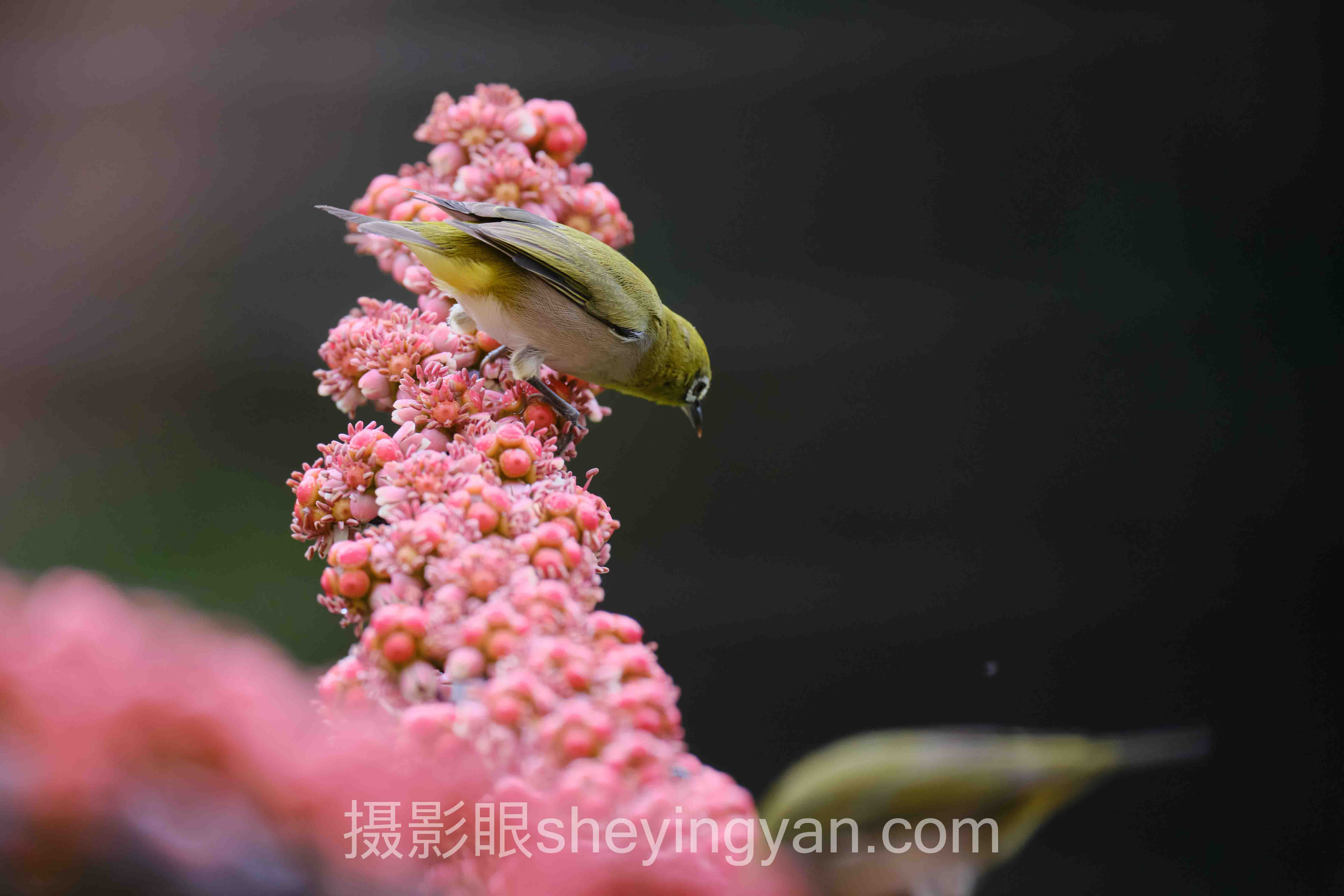 手机照片好不好看取决于什么?5个被忽略的关键变量