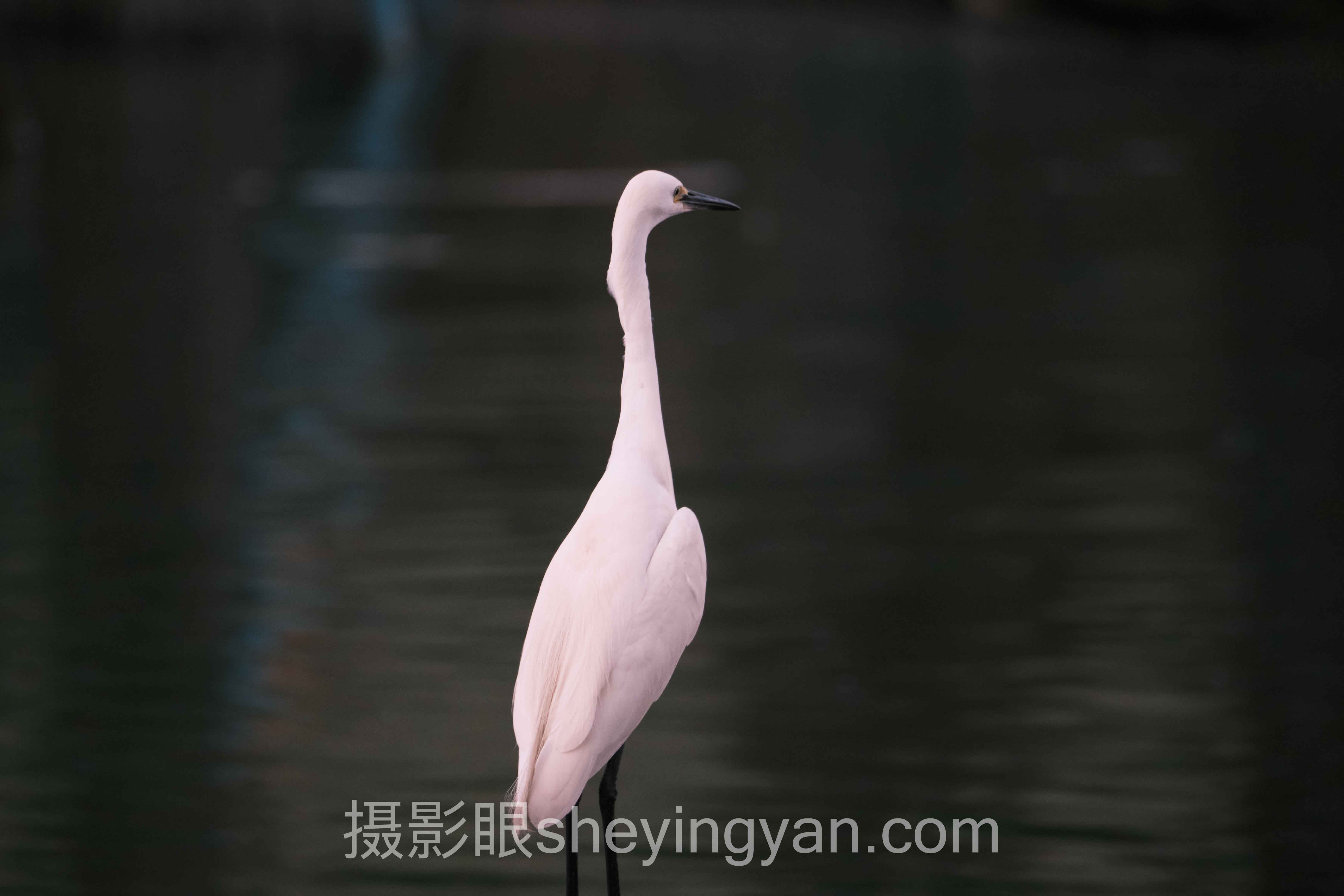 摄影眼平台畸变深度分析：现状、挑战与未来趋势
