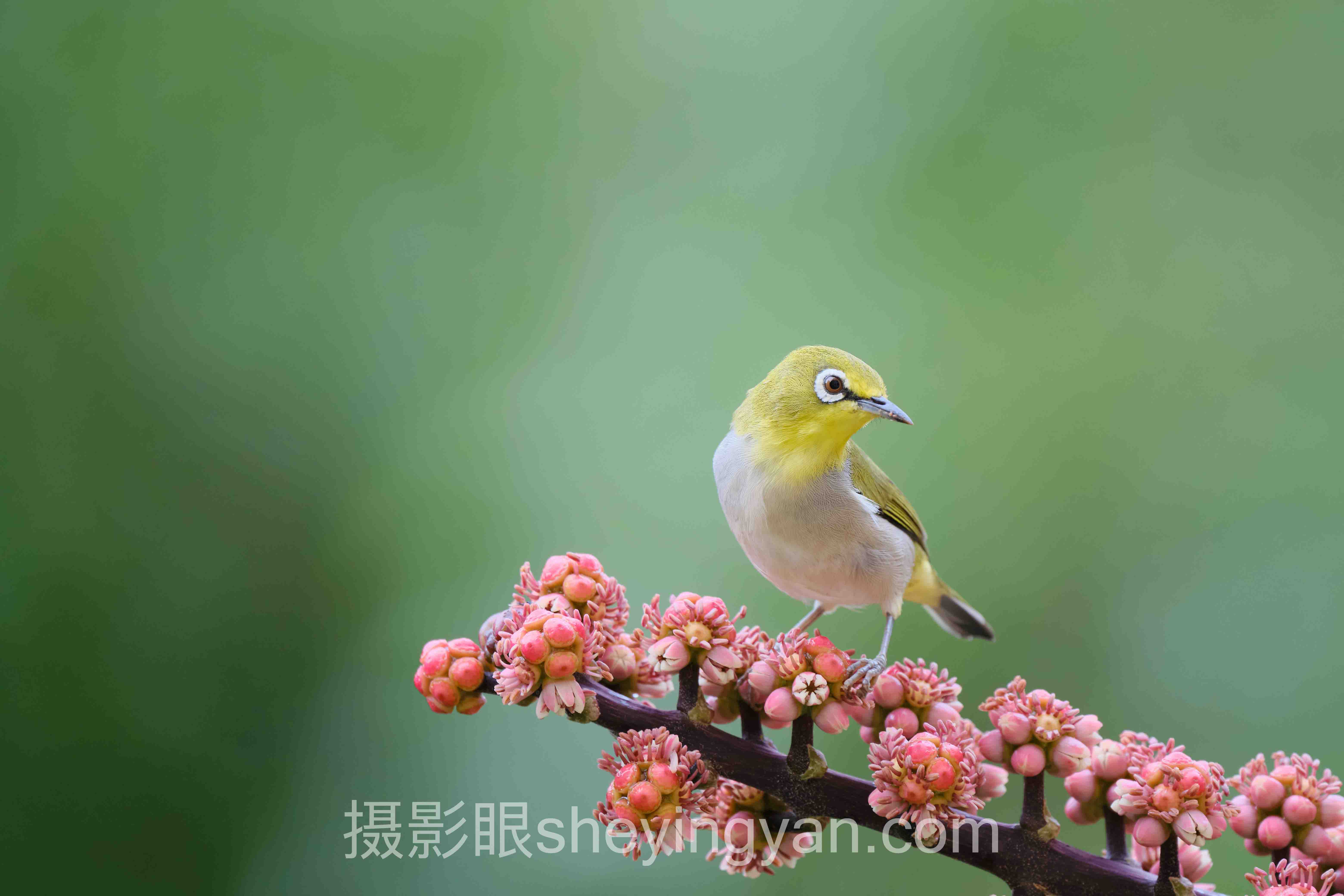选照片点评平台不踩坑：多维度对比指南