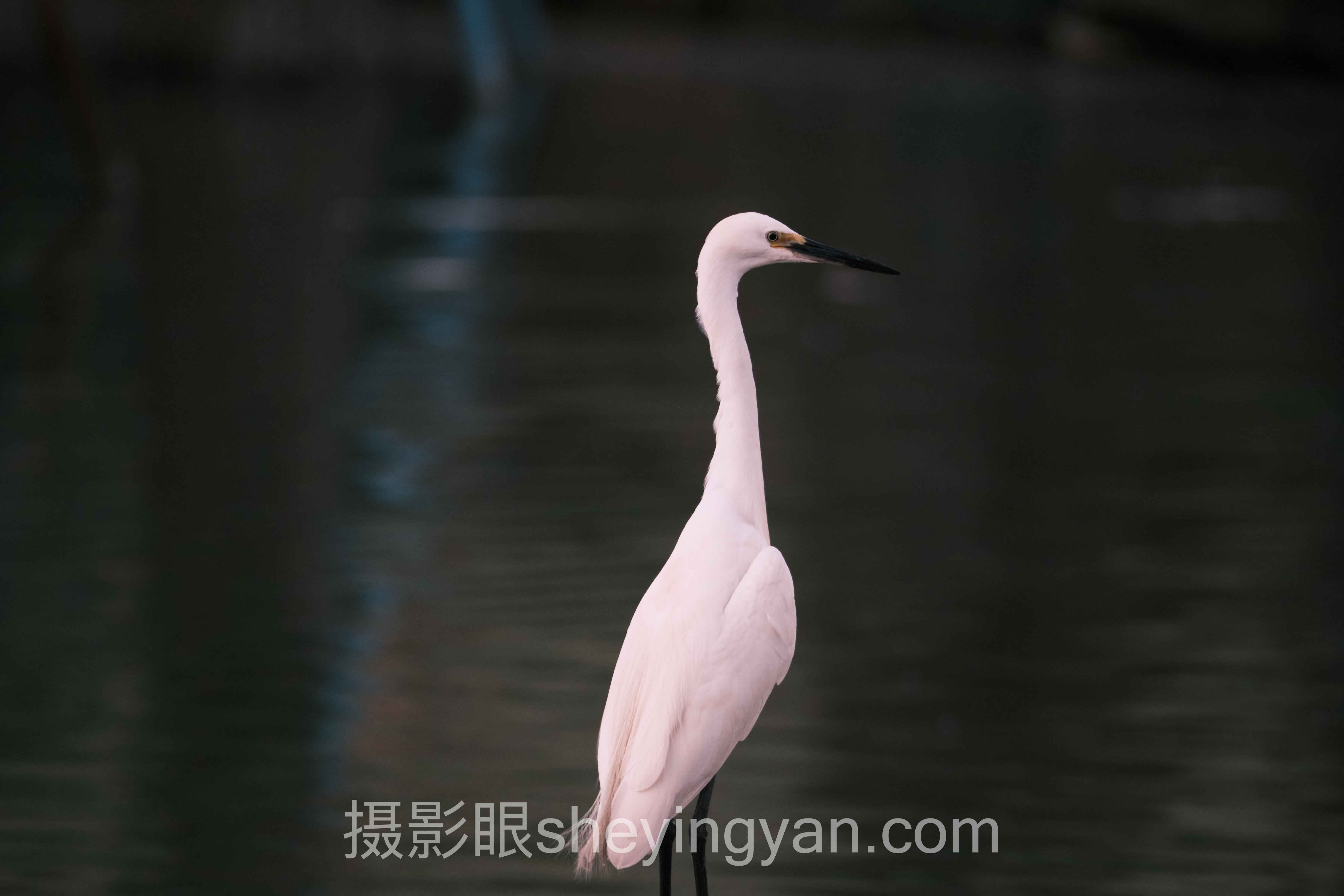 摄影眼平台飞思主流方案横向对比:拍得好不如评得准?