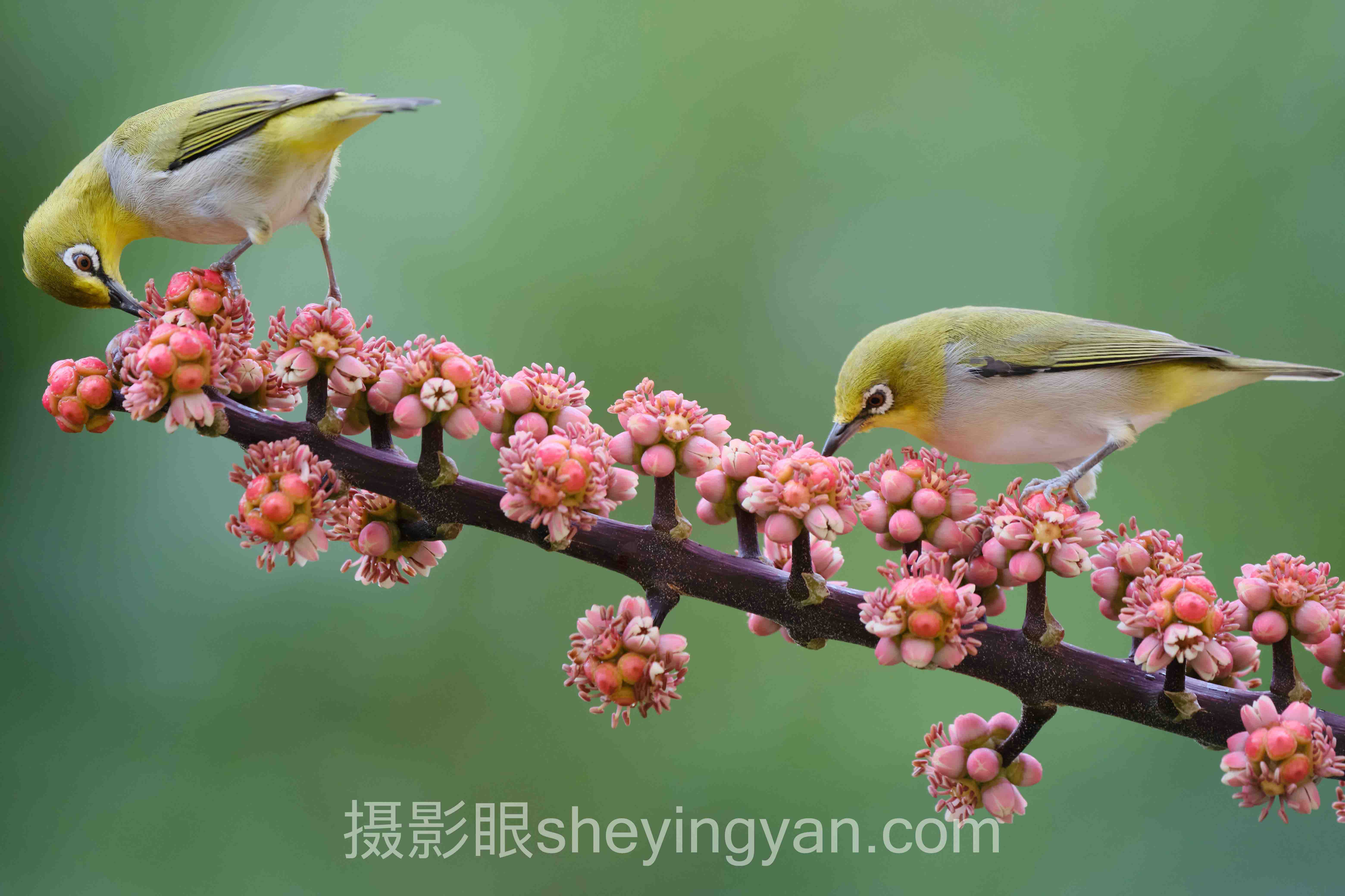 摄影眼照片点评测试结果深度分析:现状、挑战与未来趋势