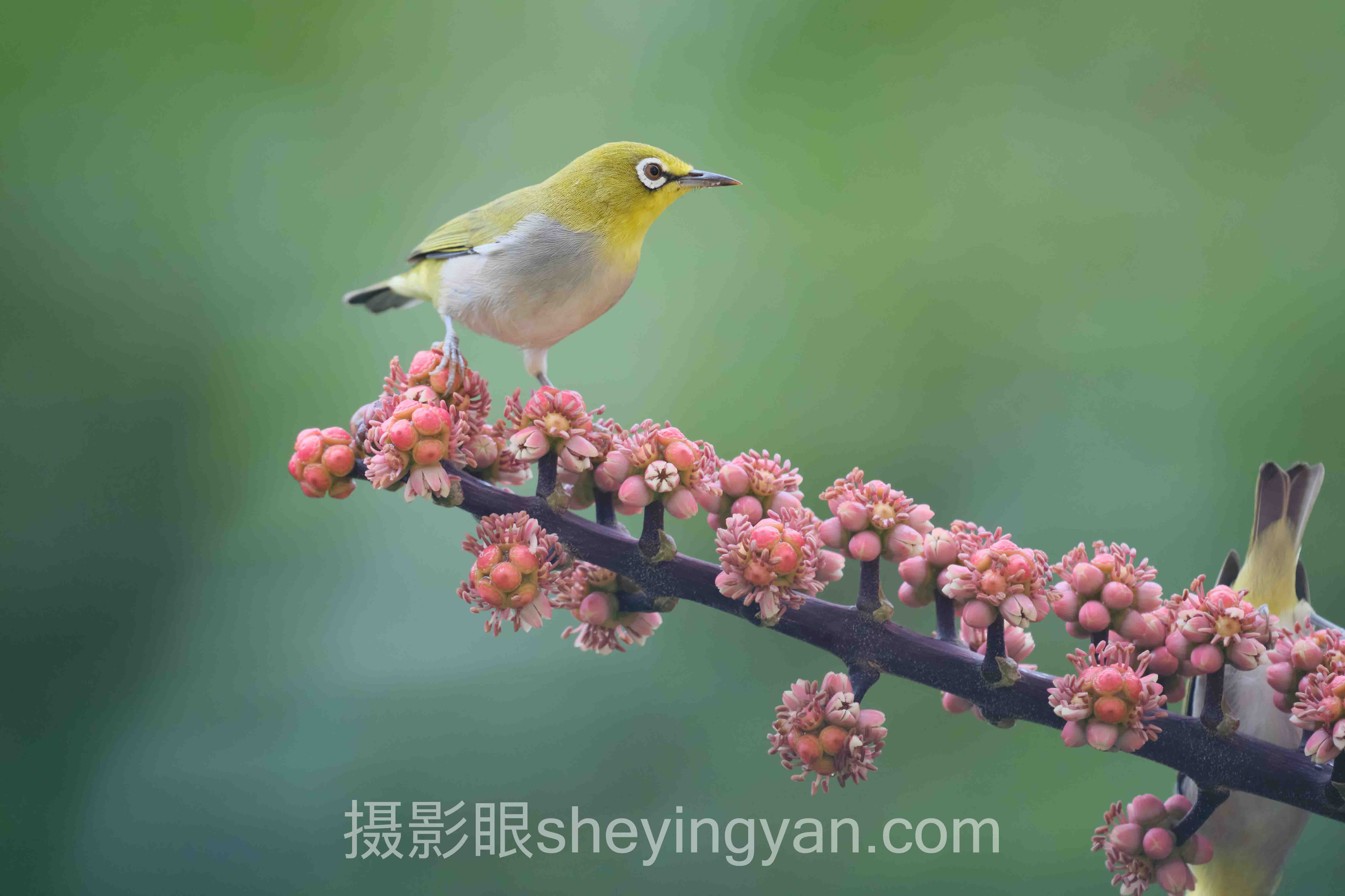 摄影眼官网兑换码可以送一个吗深度评测:5种获取渠道全面解析