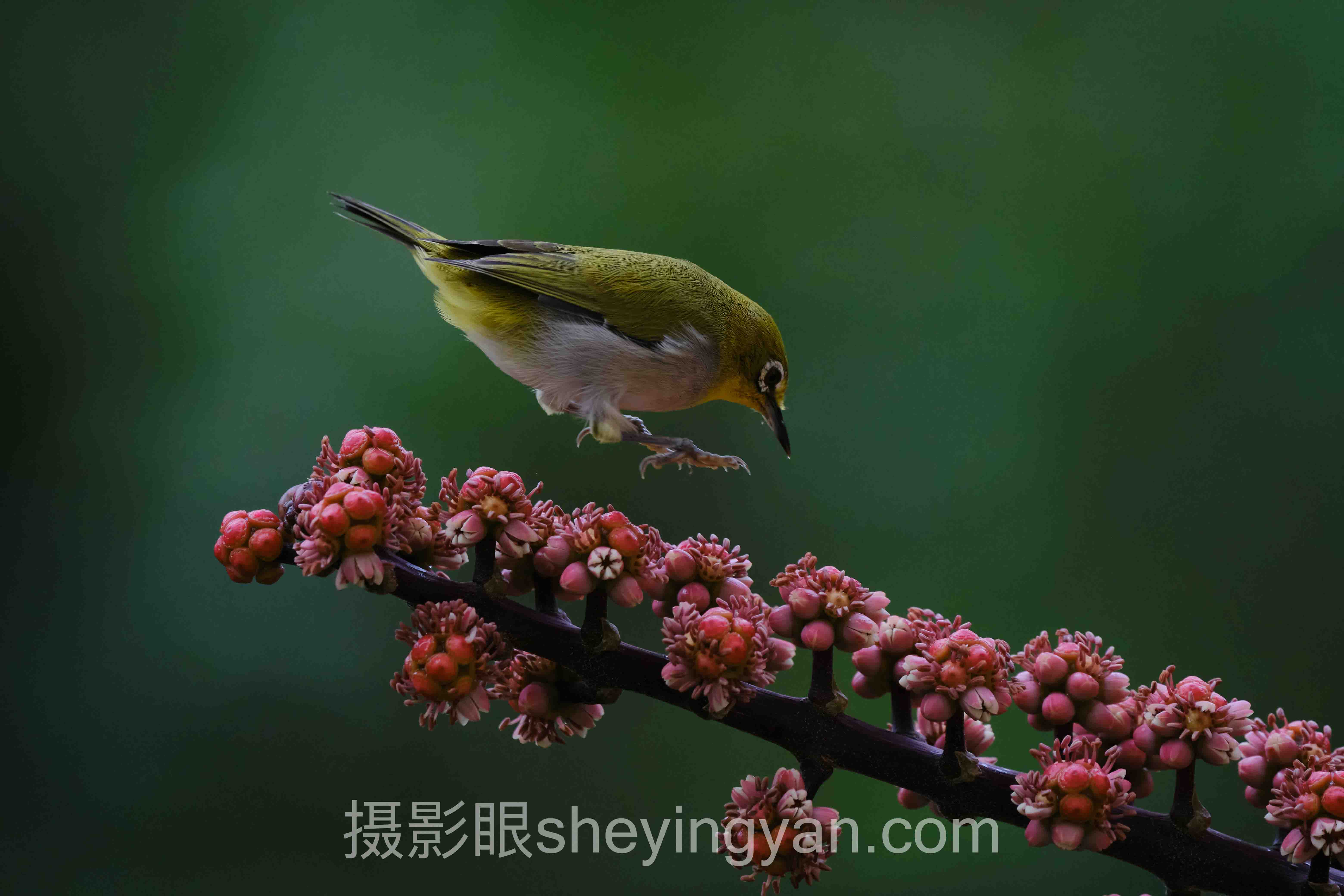 摄影眼平台投诉建议