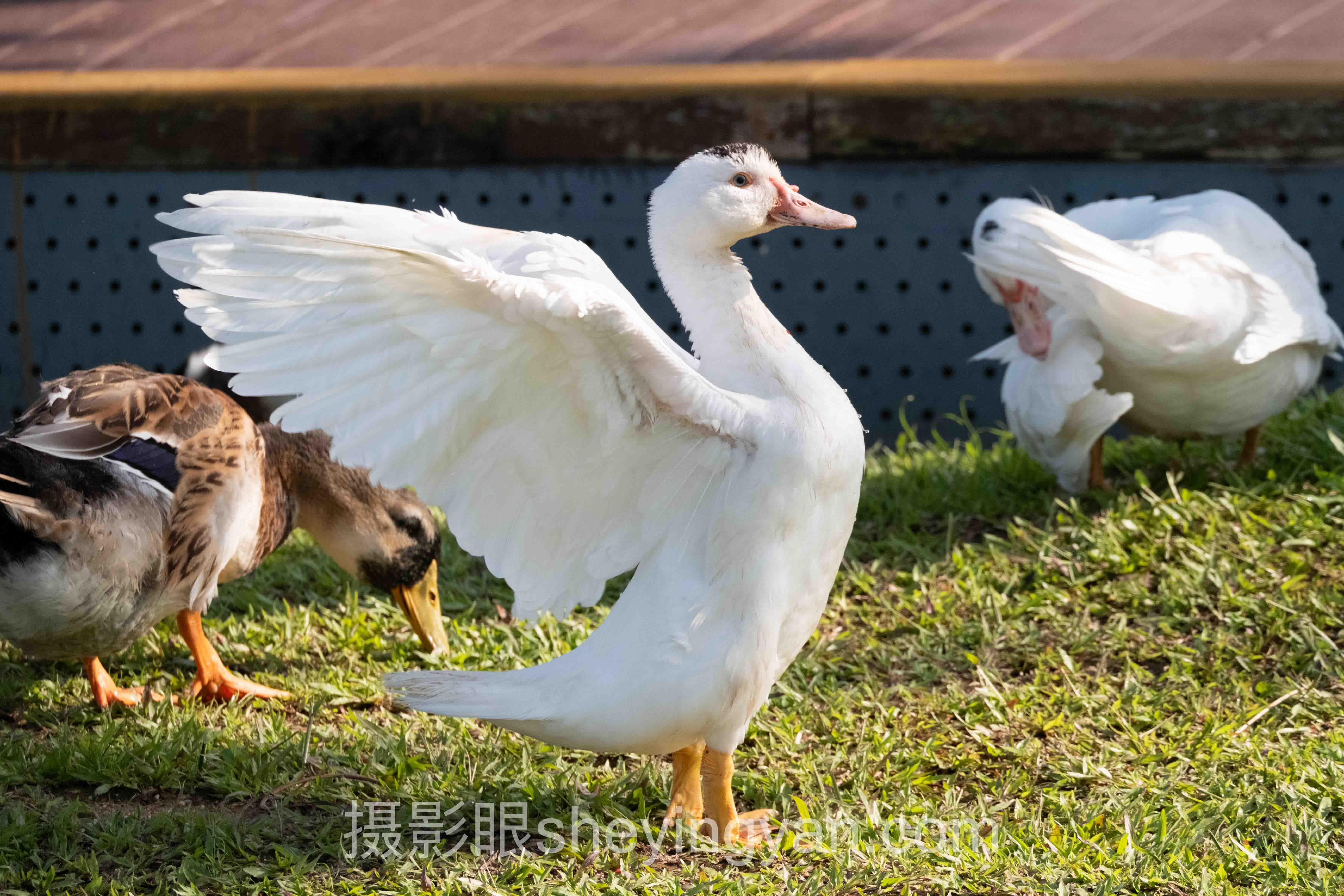 关于摄影眼与搜狐图片对比的5个关键问题，一次说清