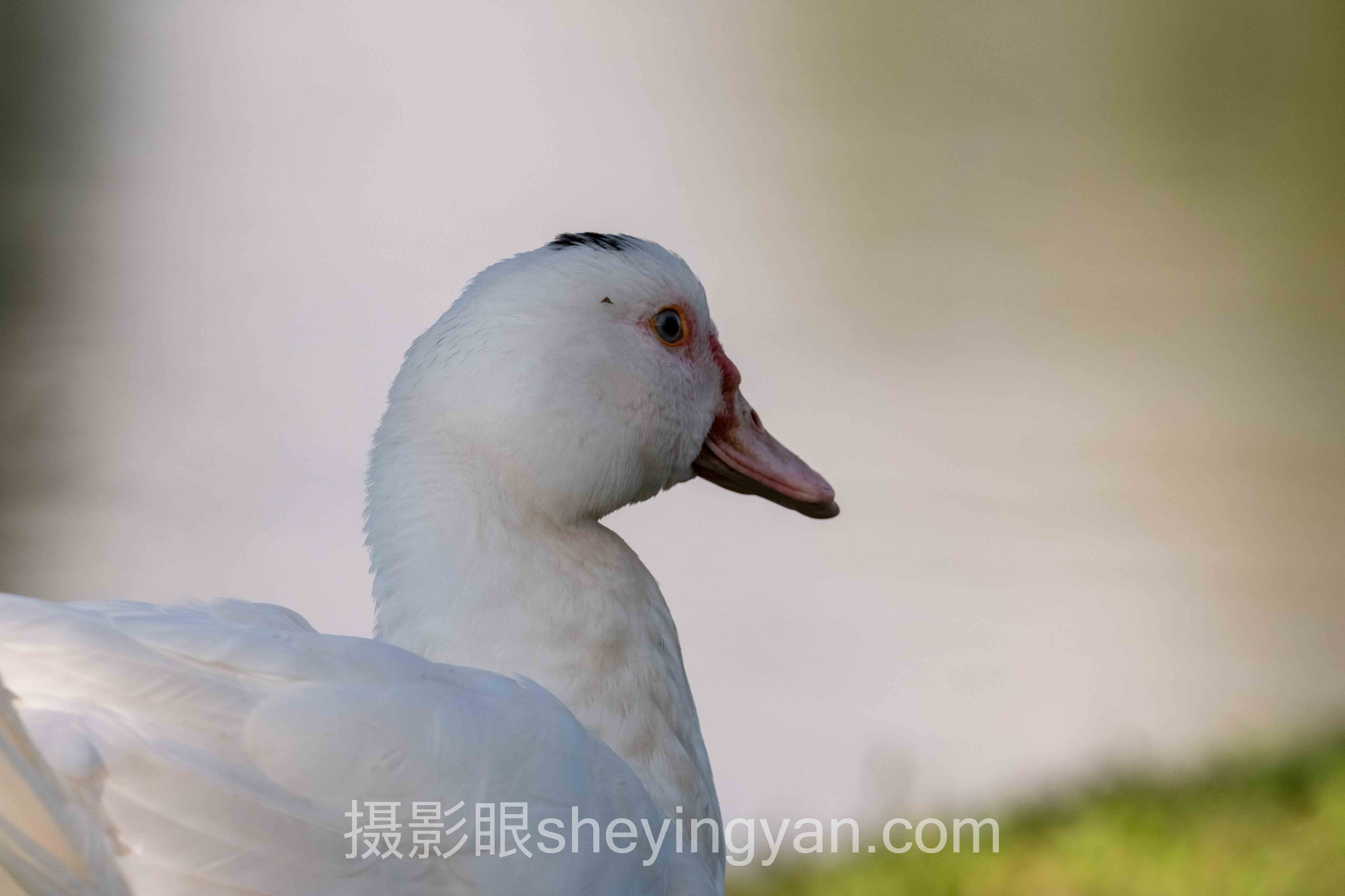 如何选择照片点评？从3次翻车到精准提升的实话