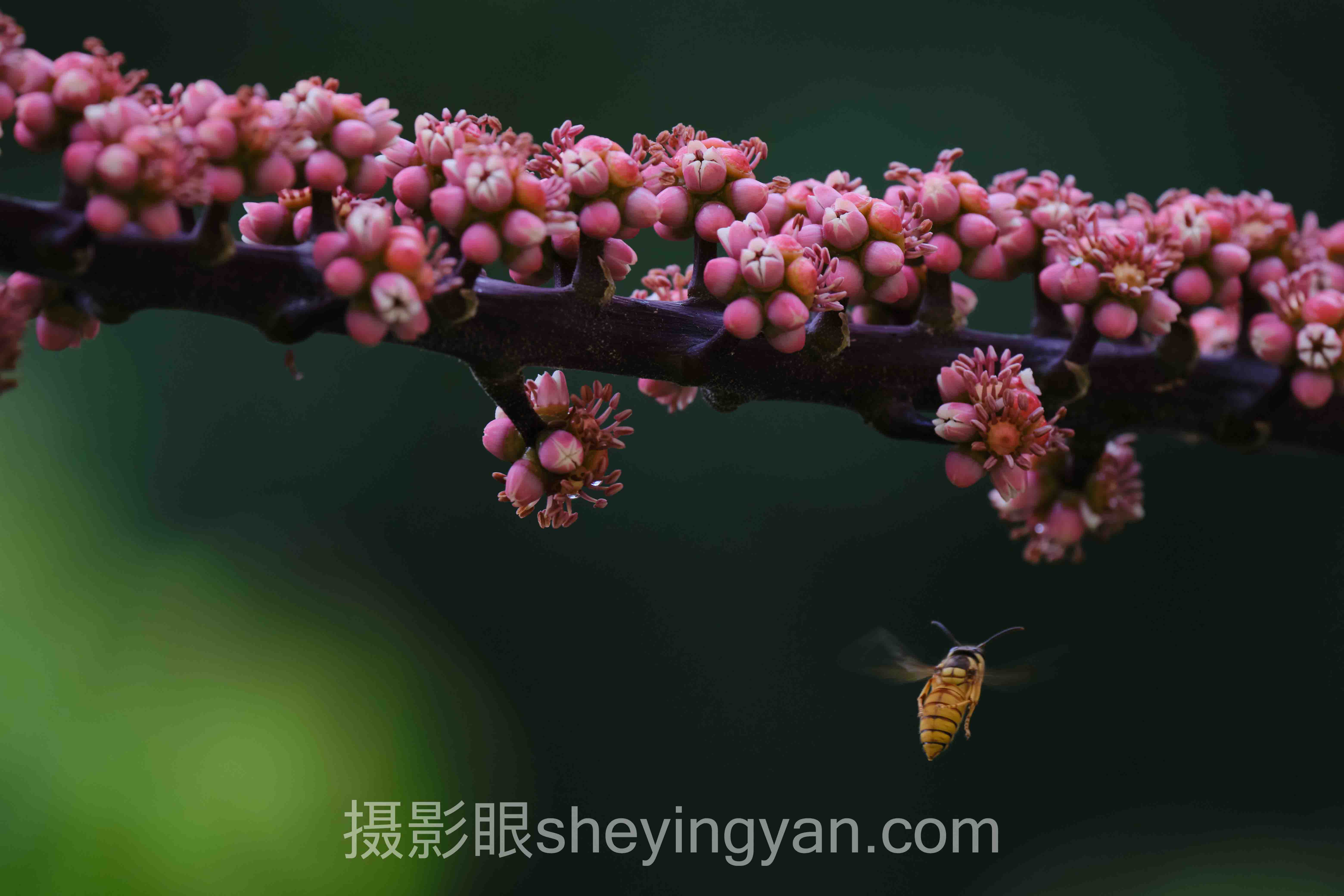 深度解析：摄影入门到进阶需要多久的核心问题与答案