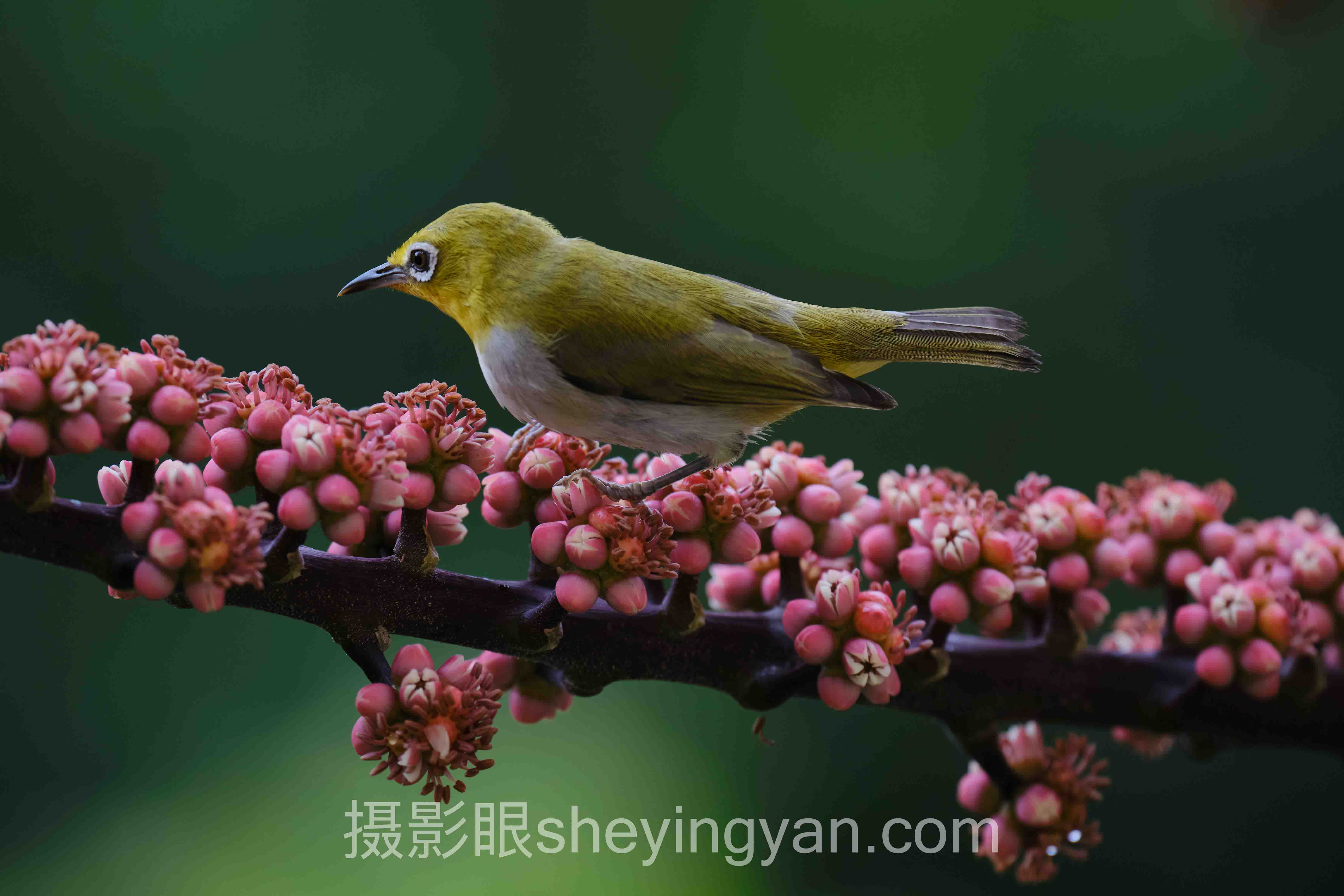 对话行业专家：新手学摄影基础知识的关键洞察与前瞻